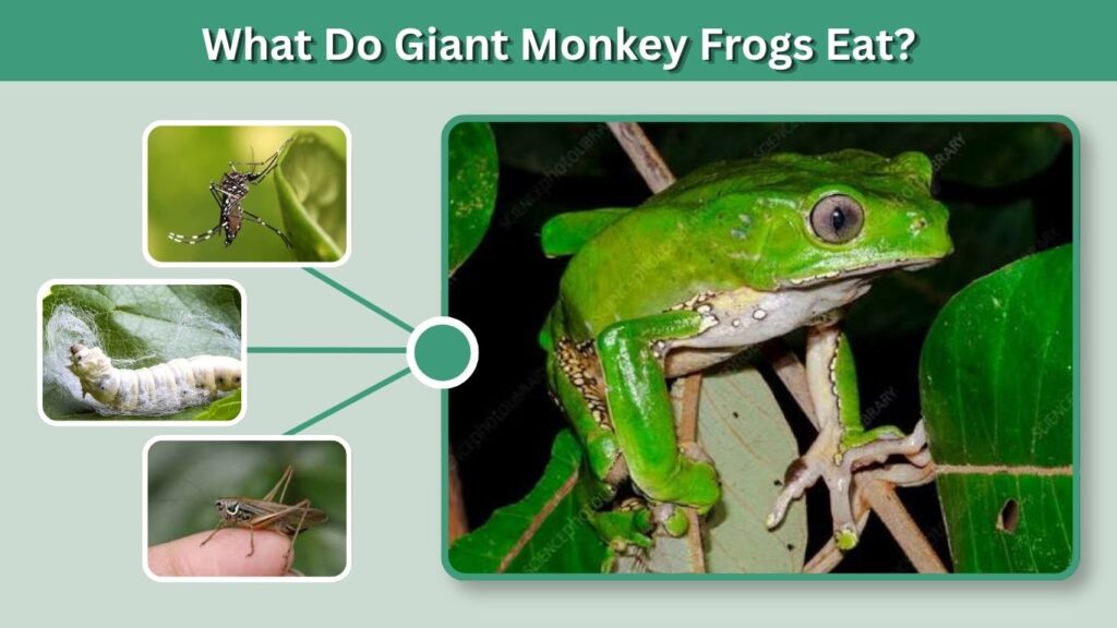 What Do Giant Monkey Frogs Eat?
