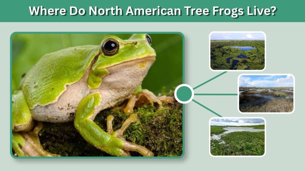 Where Do North American Tree Frogs Live?