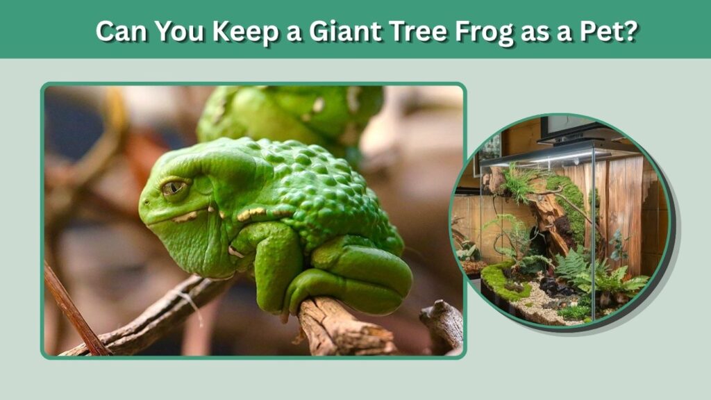 Can You Keep a Giant Tree Frog as a Pet?