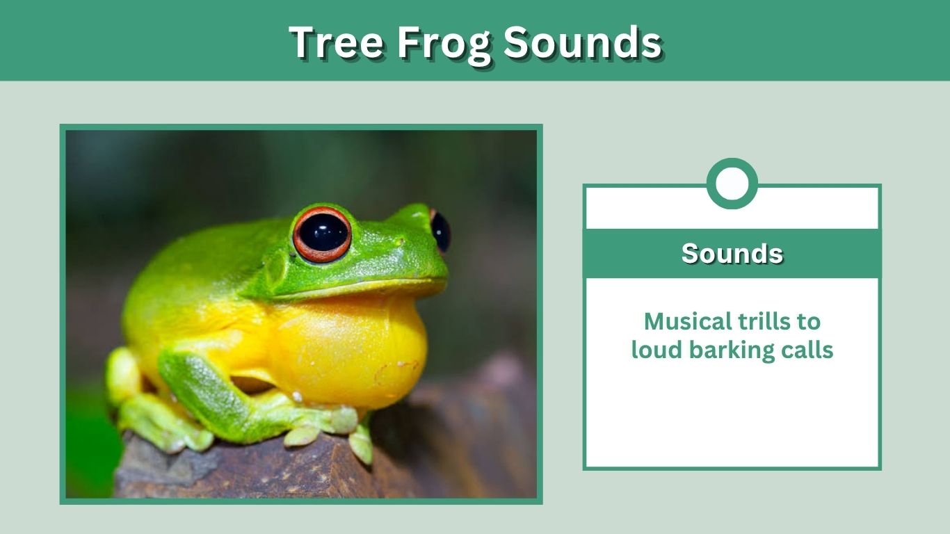 Tree Frog Sounds: Calls, Night Noises & Identification