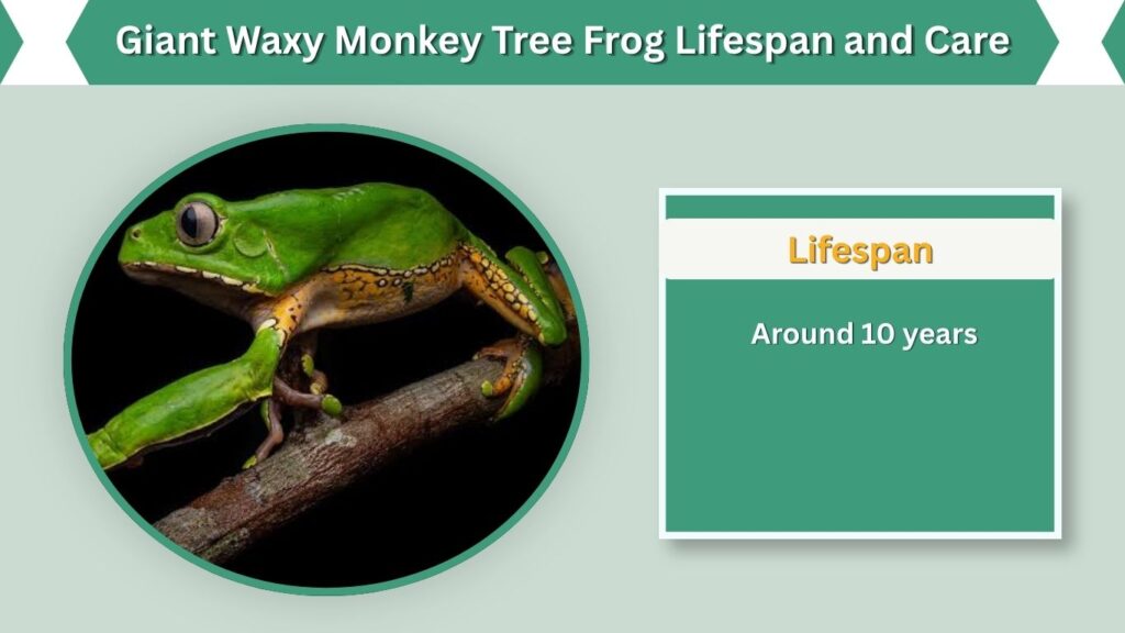 Giant Waxy Monkey Tree Frog Lifespan and Care