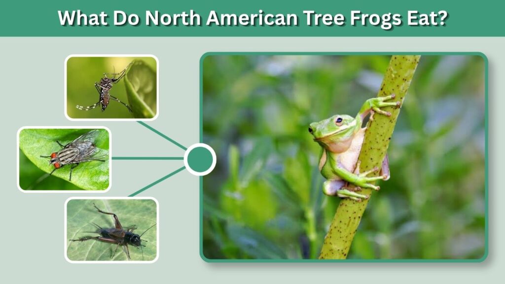 What Do North American Tree Frogs Eat?
