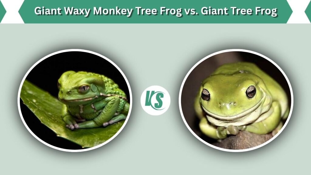 Giant Waxy Monkey Tree Frog vs. Giant Tree Frog