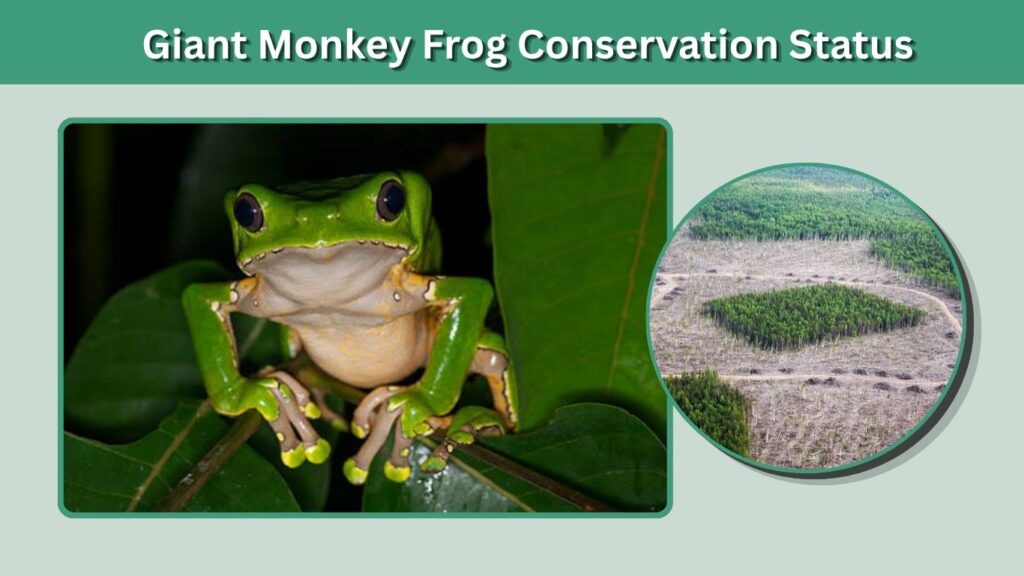 Giant Monkey Frog Conservation Status
