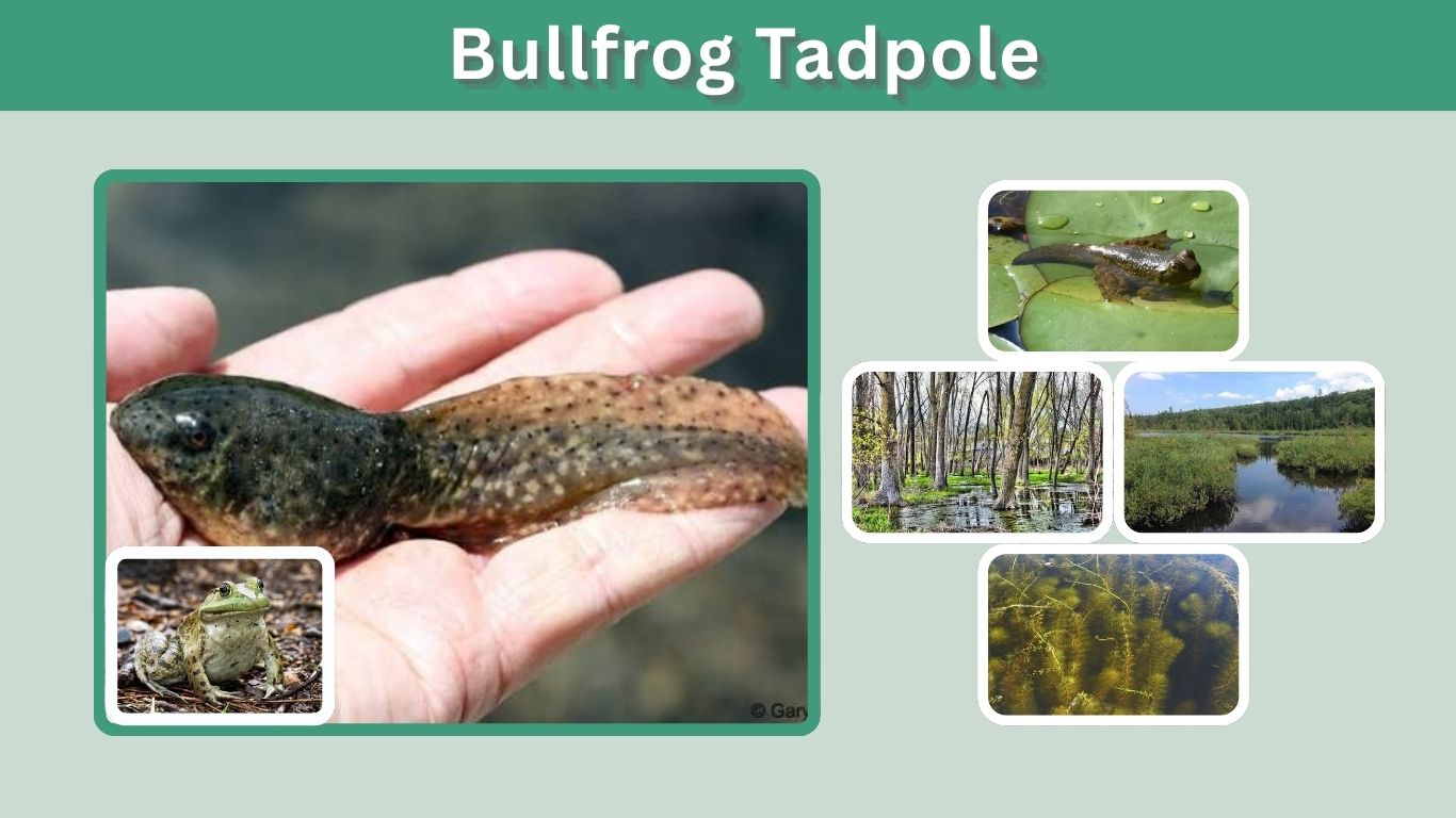 Bullfrog Tadpole: Identification, Diet, Stages & Care
