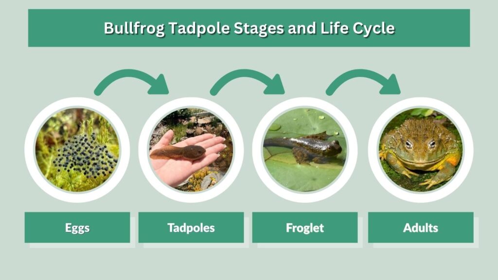 Bullfrog Tadpole Stages and Life Cycle