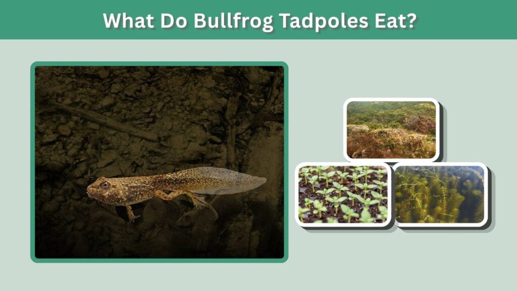 What Do Bullfrog Tadpoles Eat?
