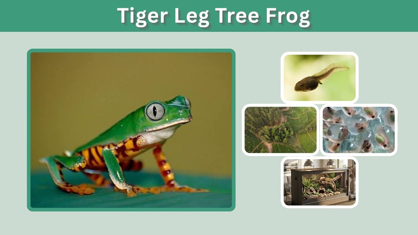 Tiger Leg Tree Frog: Size, Habitat, Diet & Care