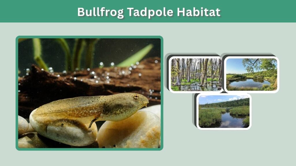 Bullfrog Tadpole Habitat