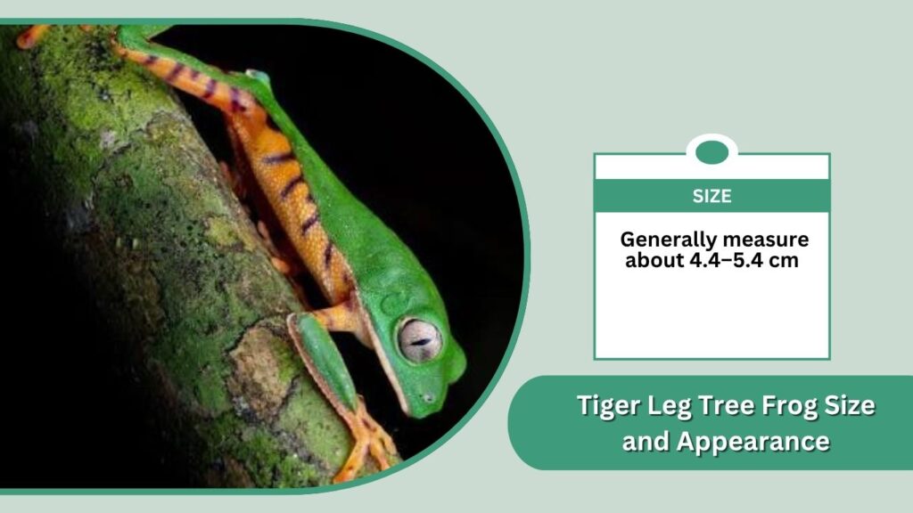 Tiger Leg Tree Frog Size and Appearance