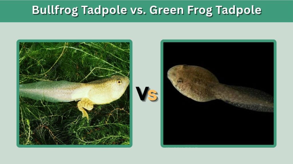 Bullfrog Tadpole vs. Green Frog Tadpole