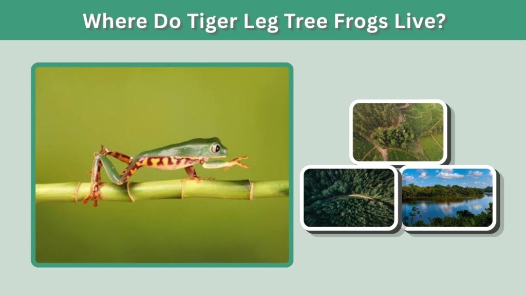 Where Do Tiger Leg Tree Frogs Live?