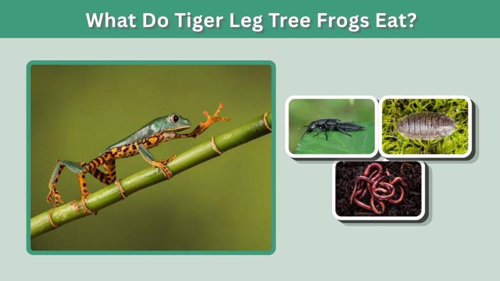 What Do Tiger Leg Tree Frogs Eat?