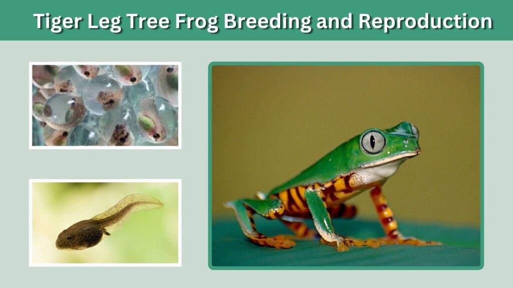 Tiger Leg Tree Frog Breeding and Reproduction