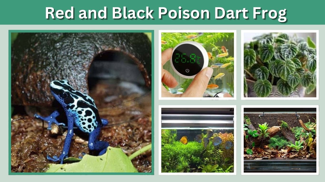 Poison Dart Frog Terrarium: Size, Setup, Plants & Care