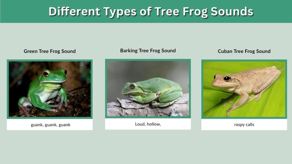 Different Types of Tree Frog Sounds