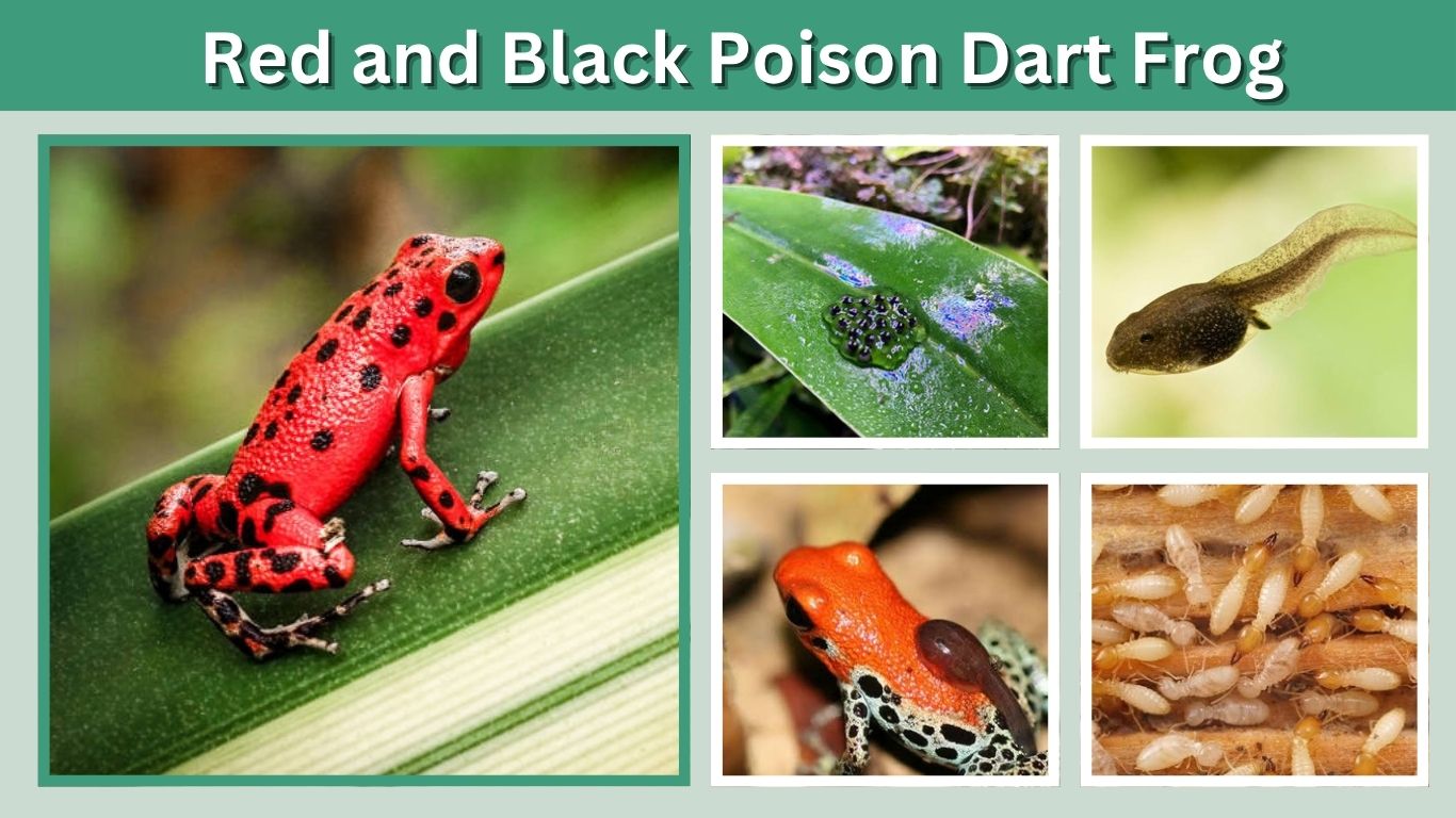 Red and Black Poison Dart Frog: Identification, Habitat & Facts