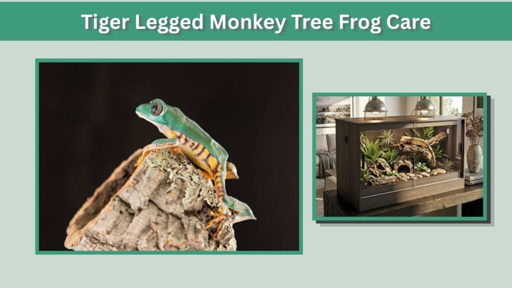 Tiger Legged Monkey Tree Frog Care