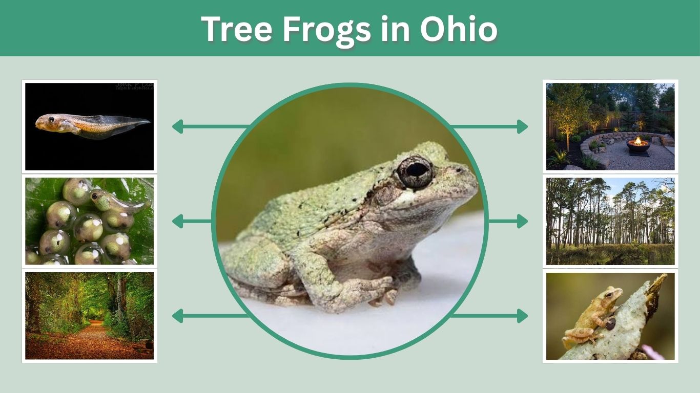 Tree Frogs in Ohio: 6 Types, Sounds, Pictures & Safety