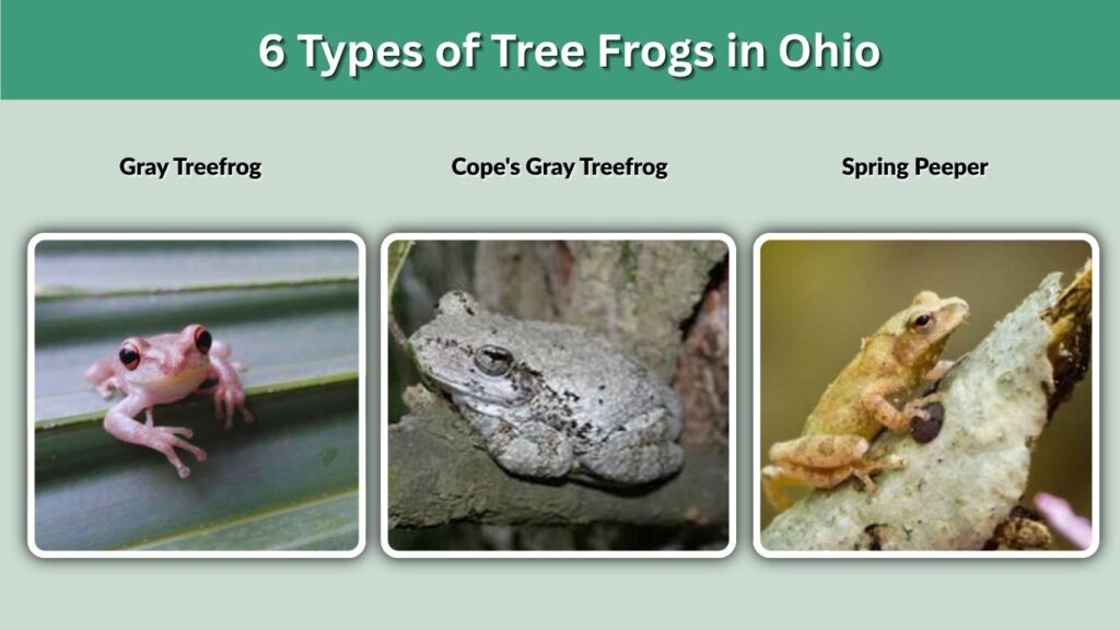 6 Types of Tree Frogs in Ohio