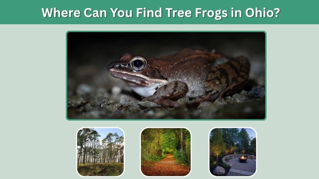Where Can You Find Tree Frogs in Ohio?