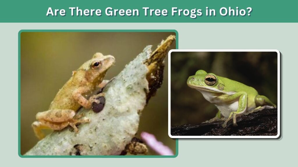 Are There Green Tree Frogs in Ohio?