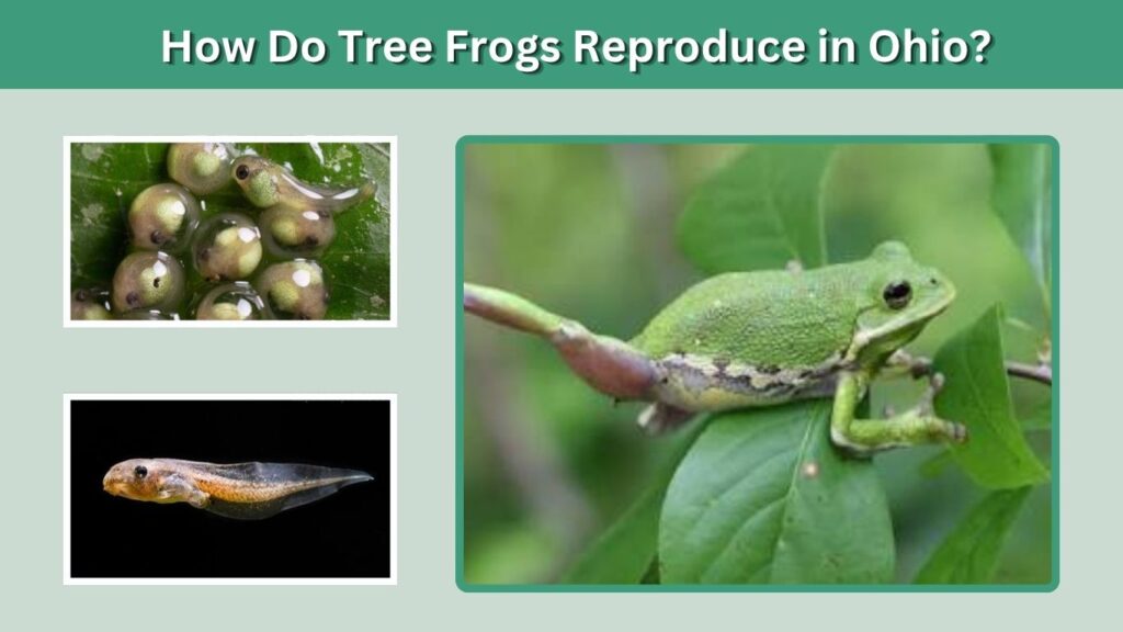 How Do Tree Frogs Reproduce in Ohio?