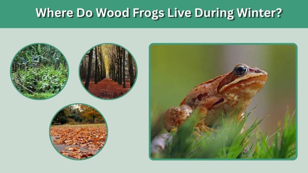 Where Do Wood Frogs Live During Winter?