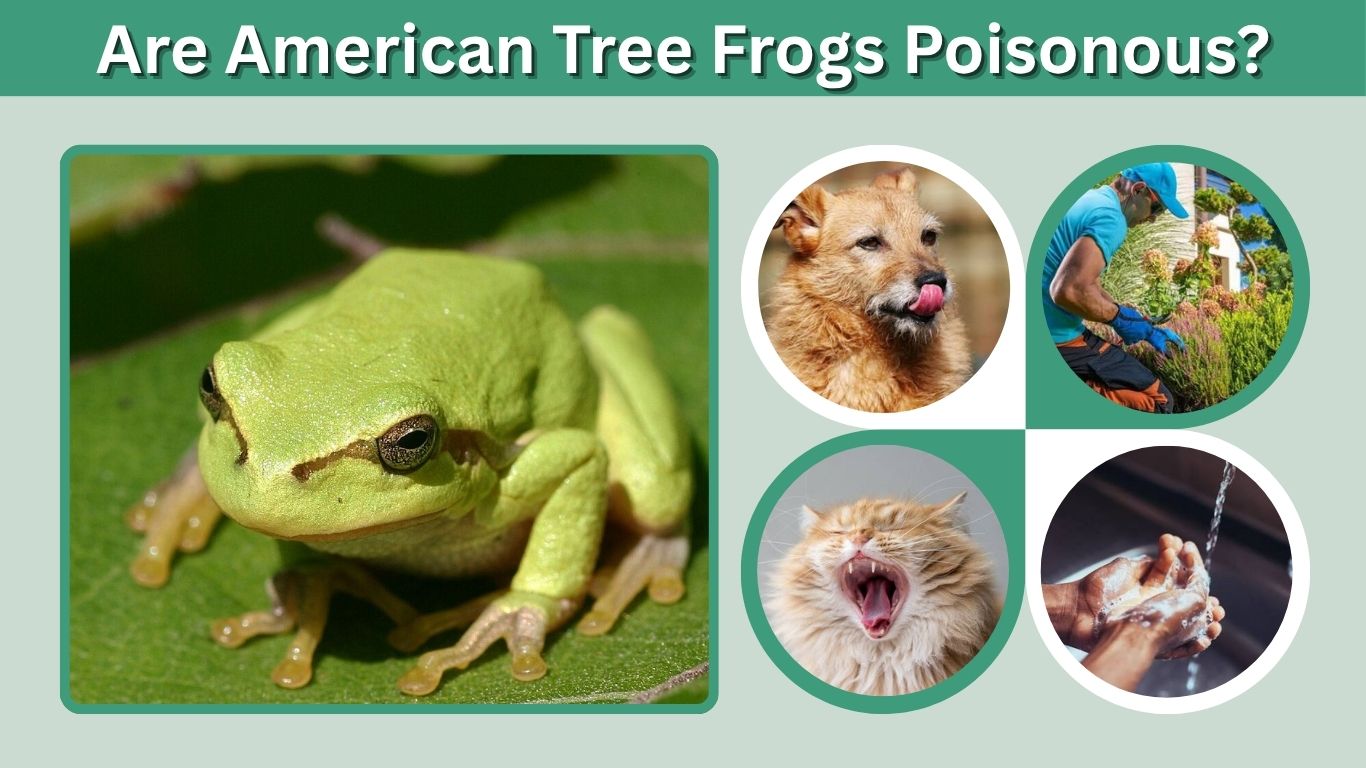 Are American Tree Frogs Poisonous? Risks & Safety Facts