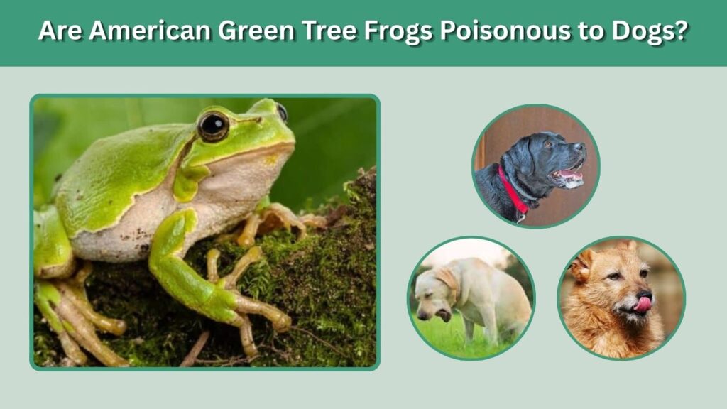 Are American Green Tree Frogs Poisonous to Dogs?