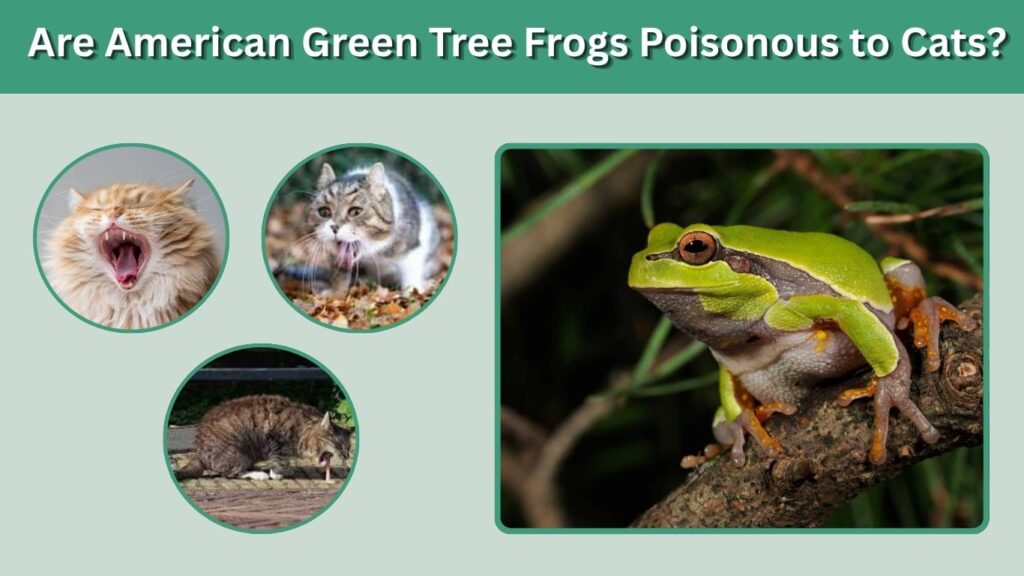 Are American Green Tree Frogs Poisonous to Cats?
