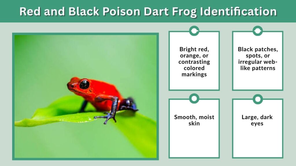 Red and Black Poison Dart Frog Identification
