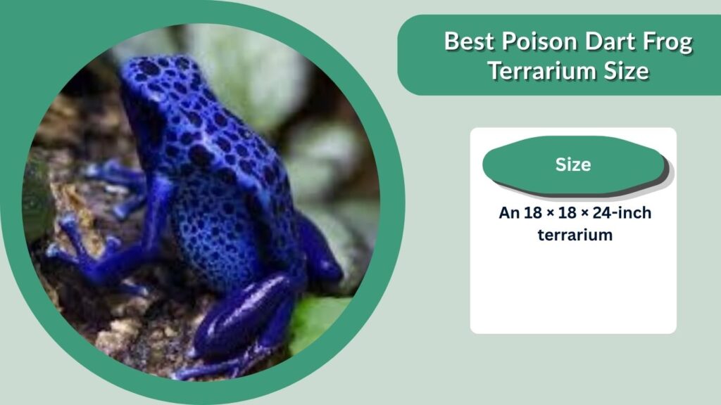 Best Poison Dart Frog Terrarium Size