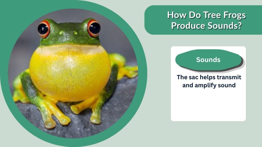 How Do Tree Frogs Produce Sounds?
