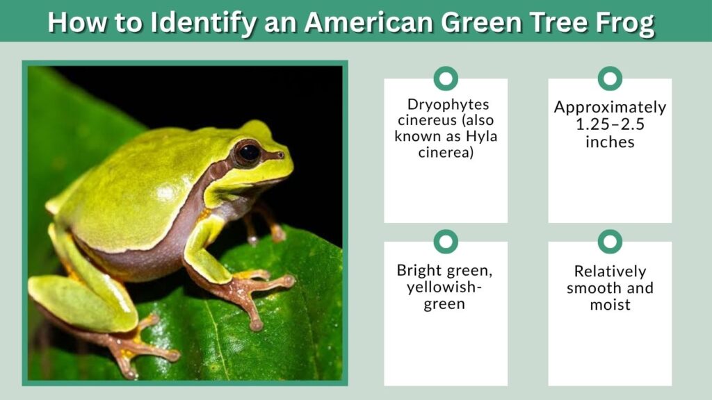 How to Identify an American Green Tree Frog