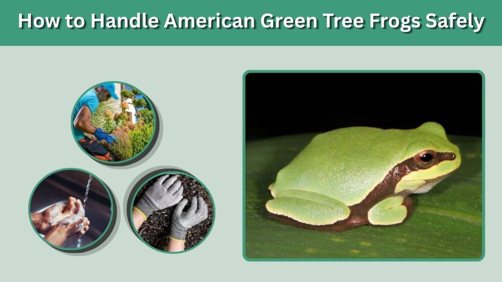 How to Handle American Green Tree Frogs Safely
