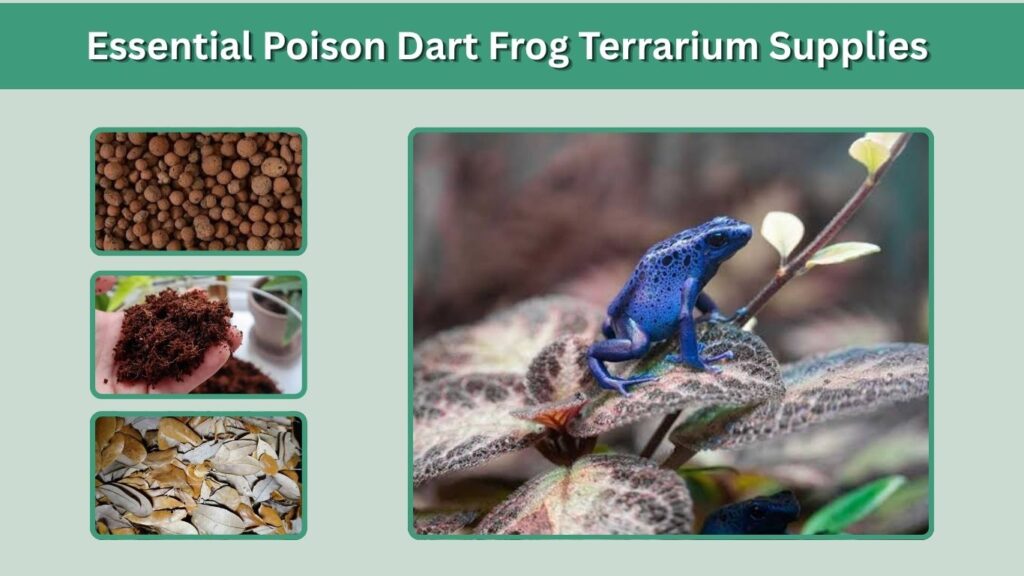 Essential Poison Dart Frog Terrarium Supplies