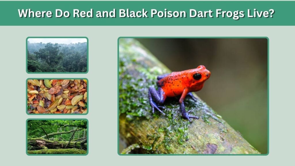 What Do Red and Black Poison Dart Frogs Eat?