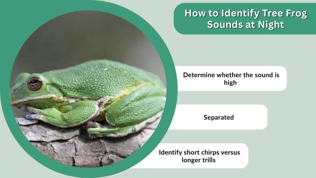 How to Identify Tree Frog Sounds at Night