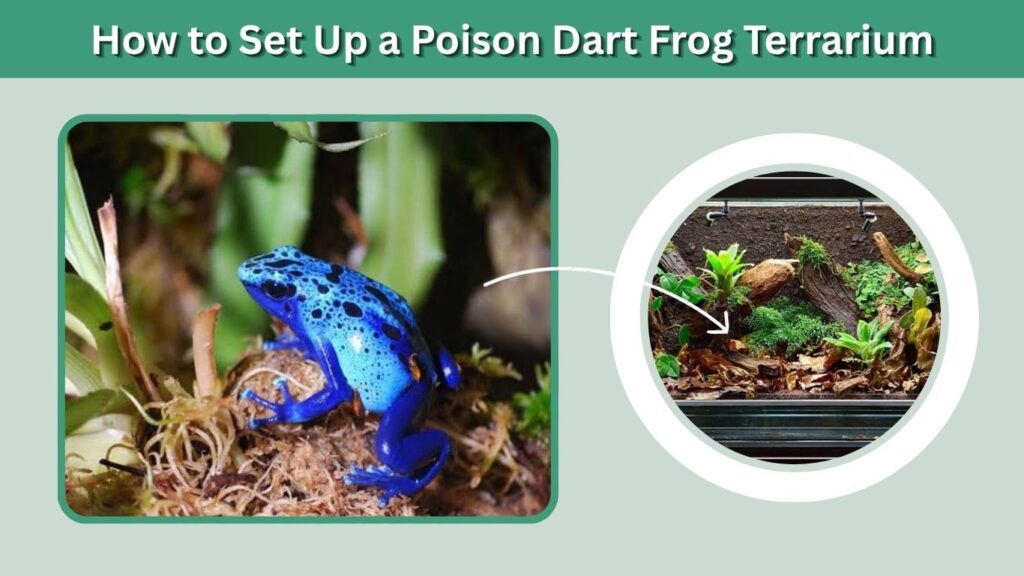 How to Set Up a Poison Dart Frog Terrarium