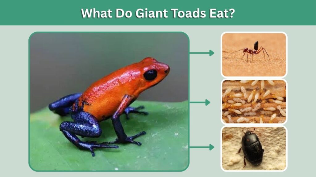 What Do Red and Black Poison Dart Frogs Eat?