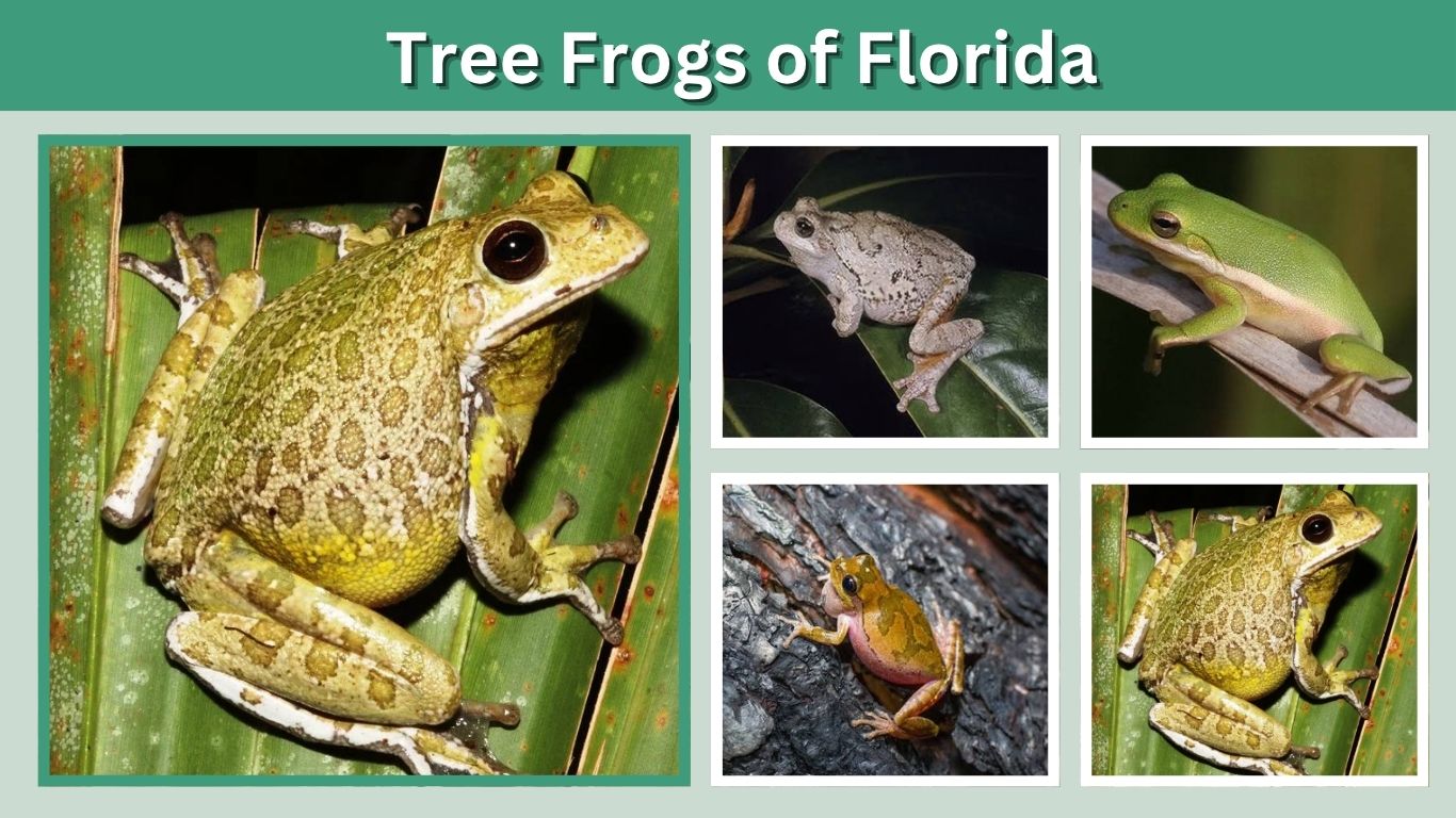 Tree Frogs of Florida: 7 Native Species, Sounds & Facts