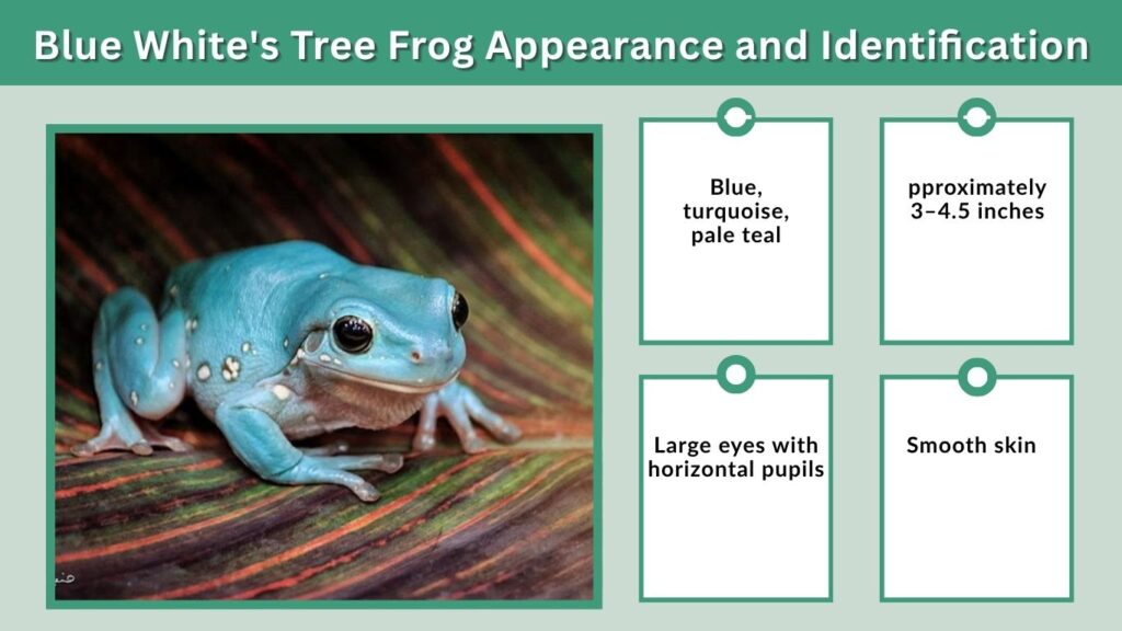 Blue White's Tree Frog Appearance and Identification