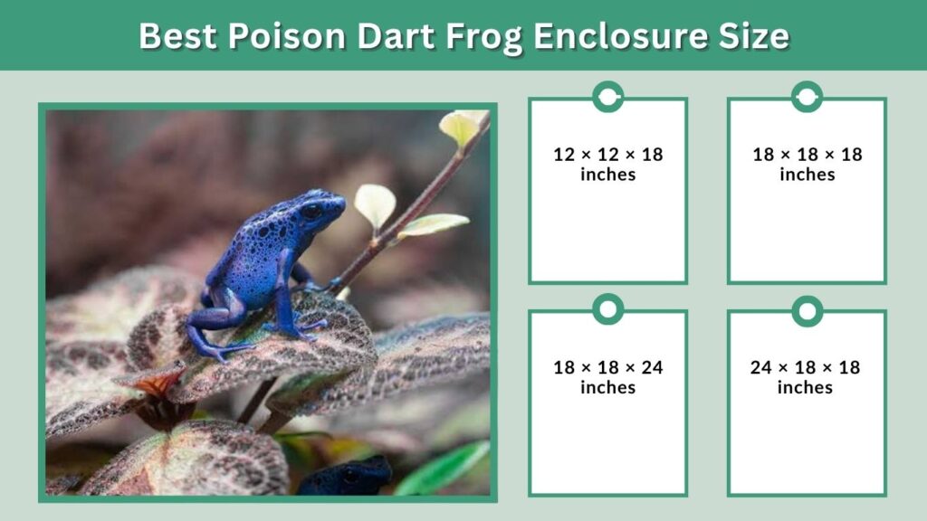 Best Poison Dart Frog Enclosure Size