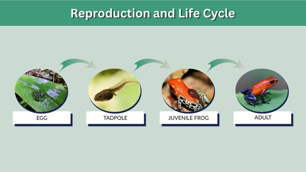 Reproduction and Life Cycle