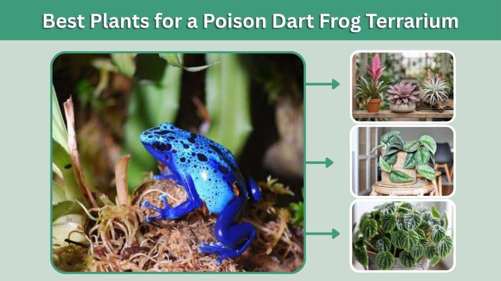 Best Plants for a Poison Dart Frog Terrarium