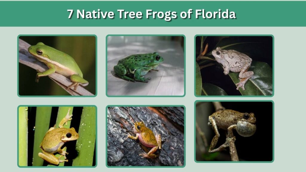 7 Native Tree Frogs of Florida