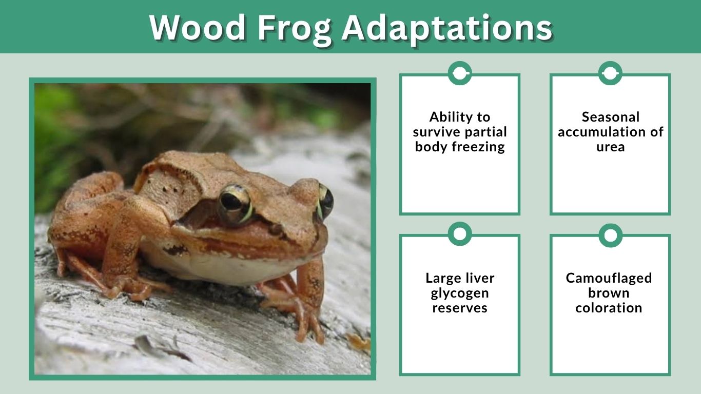Wood Frog Adaptations: How They Survive Extreme Cold