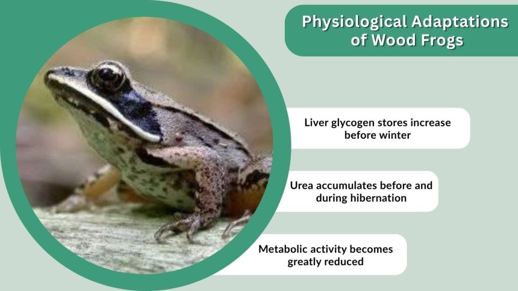 Physiological Adaptations of Wood Frogs