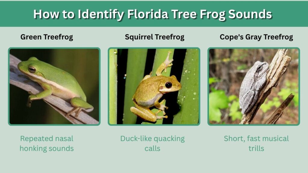 How to Identify Florida Tree Frog Sounds